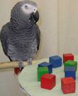 TALENTED AND ADORABLE AFRICAN GREY PARROTS