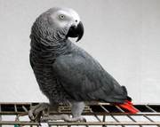 Happy African Grey parrot