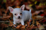  cute teacup chihuahua puppy for free