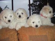 Female Bichon frise puppy for re homing