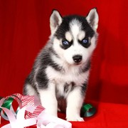 Husky Puppies searching for New homes 