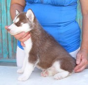 Lovely Siberian husky for sale