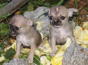 lovely (LUNA)chihuahua puppy for free adoption. a new year gift