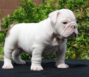  Cute and lovely English bulldog puppies for sale