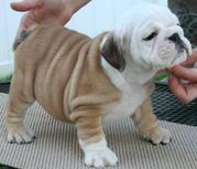 Cute and Adorable English Bulldog Puppies For Adoption for X-MASS